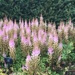 Astilbe rubra Blomma