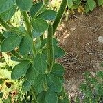 Cleome viscosa Frucht