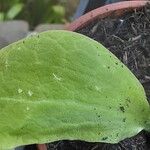Cucurbita pepo Hoja