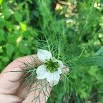 Nigella sativa ফুল