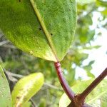 Laguncularia racemosa Folla