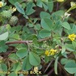 Medicago murex Otro