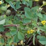 Medicago murex Sonstige