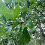 Prunus domestica Fuelha