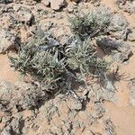 Anabasis articulata Habit