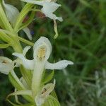 Platanthera bifolia Flor