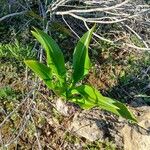 Drimia maritima ഇല