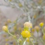 Pulicaria gnaphalodes Flower