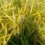 Pandanus pygmaeus Hoja