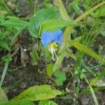 Commelina communisBlüte