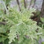 Salvia abrotanoides Листок