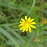 Senecio madagascariensis Flower