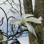 Magnolia stellata Floro