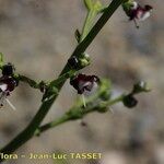 Scrophularia frutescens Flor