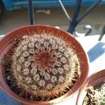 Echinocereus dasyacanthus Кора