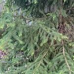 Picea orientalis Φύλλο