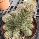 Mammillaria elongata Alkat (teljes növény)