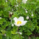 Anemone sylvestris Fleur