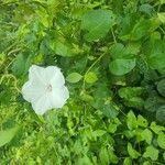 Ipomoea pandurata Flor