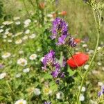 Medicago sativaFlower