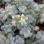 Sedum hintonii