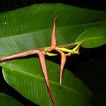 Heliconia latispatha Cvet