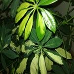 Schefflera abyssinica Лист
