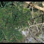 Vachellia sieberiana Blatt