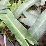 Philodendron atabapoense Blatt