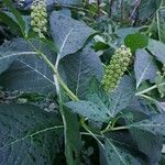 Phytolacca esculenta その他の提案