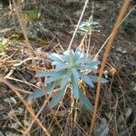 Euphorbia esula Leaf