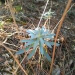 Euphorbia esula Blad