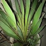 Yucca schidigera Frunză