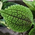 Pilea mollis Leaf