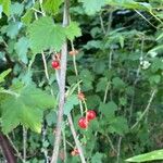 Ribes rubrumLeaf