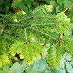 Picea rubensপাতা