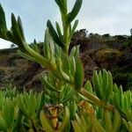 Carpobrotus edulis Hoja