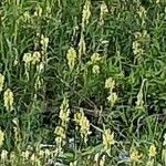 Linaria vulgarisKvět