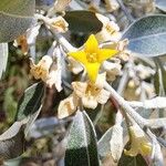 Elaeagnus angustifolia Цветок