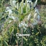 Cleome spinosa葉