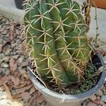 Melocactus matanzanus 葉