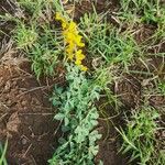 Crotalaria emarginella Hoja