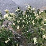 Ceanothus velutinus برگ