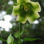 Megacodon stylophorus Flower