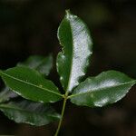 Zanthoxylum asiaticum पत्ता