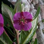 Epilobium conspersum Агульны выгляд