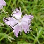 Dianthus hyssopifoliusКветка