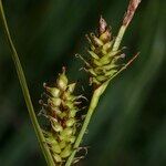 Carex hostiana Φρούτο