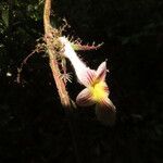 Drymonia rubripilosa 花