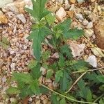 Tridax procumbens Folio